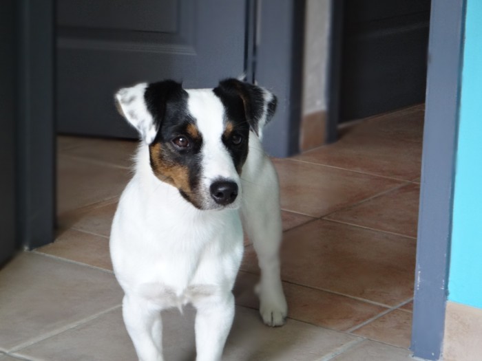 rencontre saillie jack russel