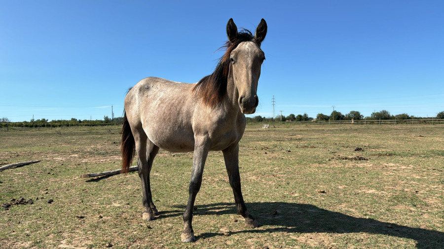 Vente de cheval : Nika d'en Freixe 