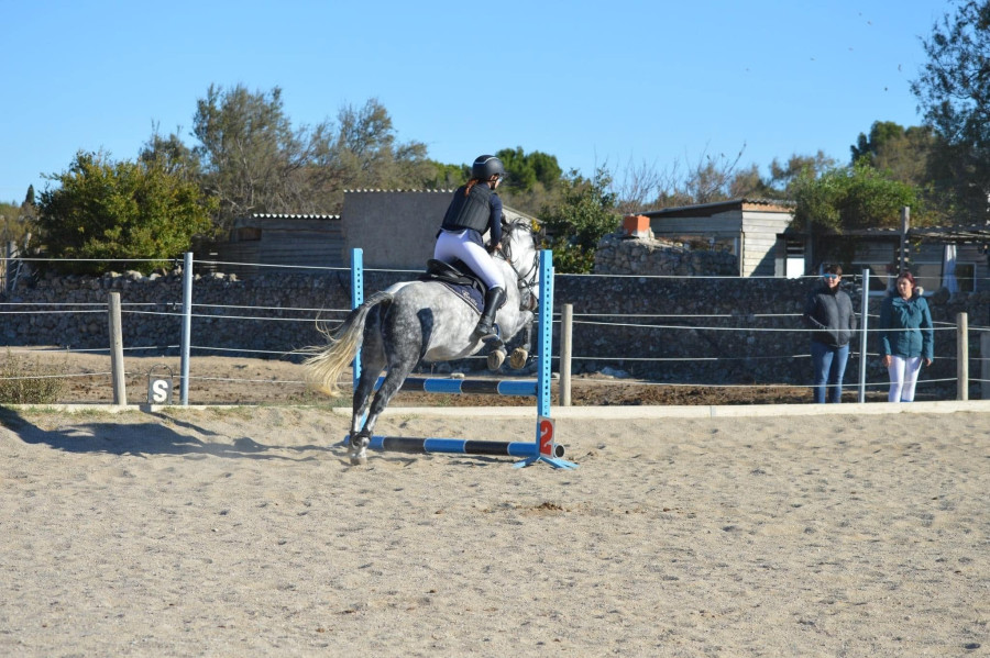 Vente de cheval : Dou de la malis 