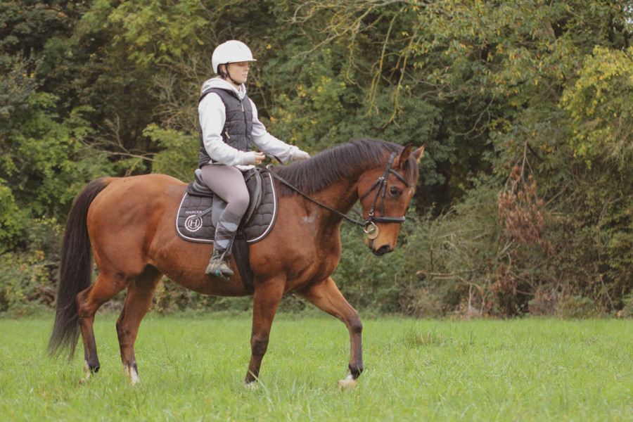 Vente de cheval : Kenlight Fontaine