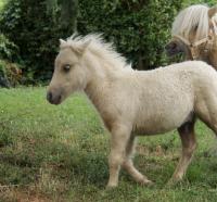 Vente de poney