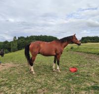 Vente de cheval : Confetti St Gregoire 