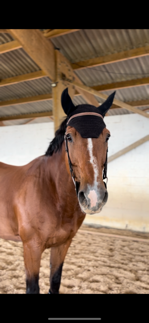 Vente de cheval : Taka de Blondel