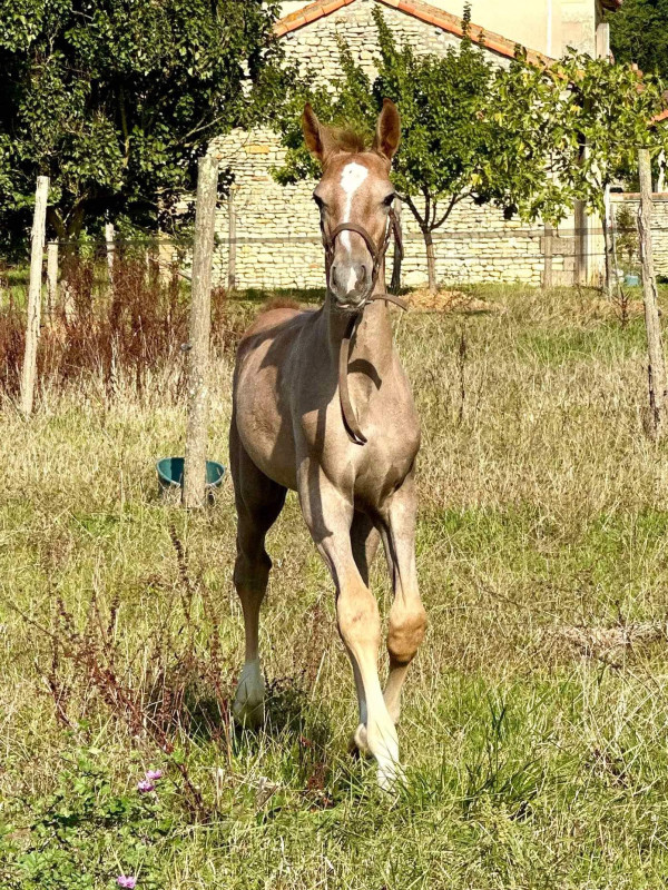 Vente de cheval : Xpecto Patronum D'Alpha Z