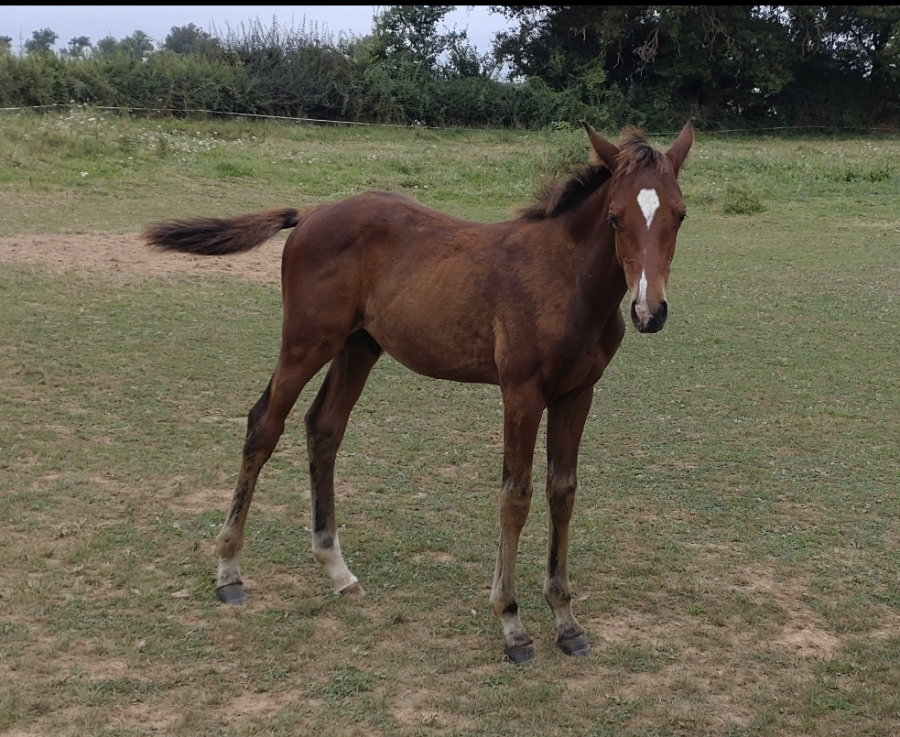 Vente de cheval : Odacieux de la barre 