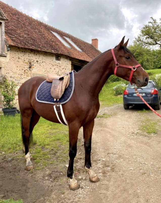 Vente de cheval : Lemon des Perchats 