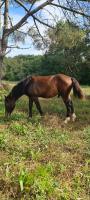 Vente de cheval : Ohcha' des Bayles 