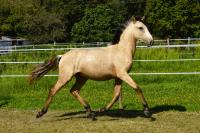 Vente de cheval : TOMAR DU PARC