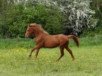 Vente de cheval : Marengo basq 