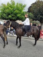 Vente de cheval : Foudre Blue