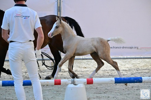 Vente de poney