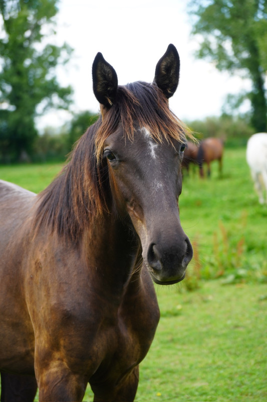 Vente de cheval : Niney Grande Bastide