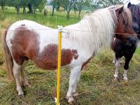 Vente de poney