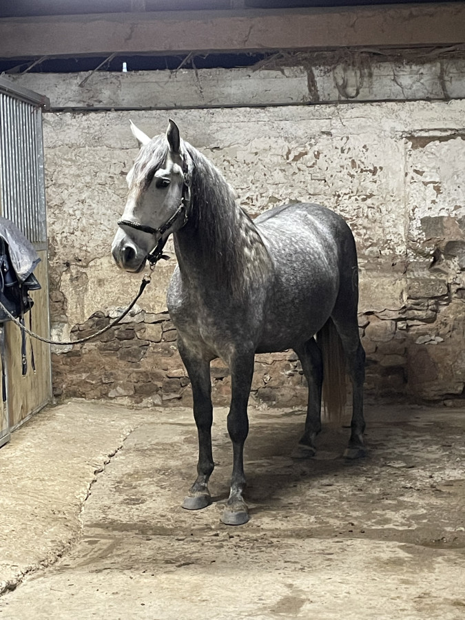 Vente de cheval : Nro De Castro