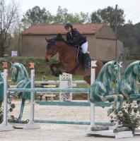 Vente de cheval : Crown Cirka Z