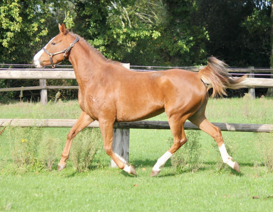 Vente de cheval : Liberty