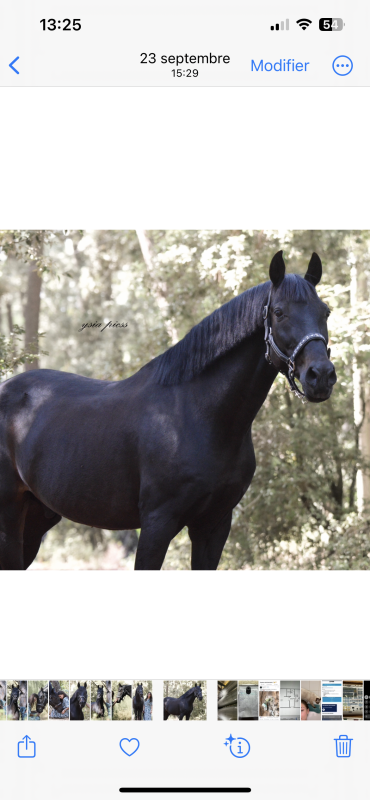 Vente de cheval : Perezoso 