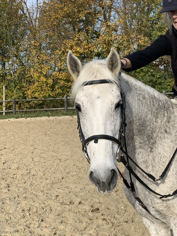 Vente de cheval : Oara