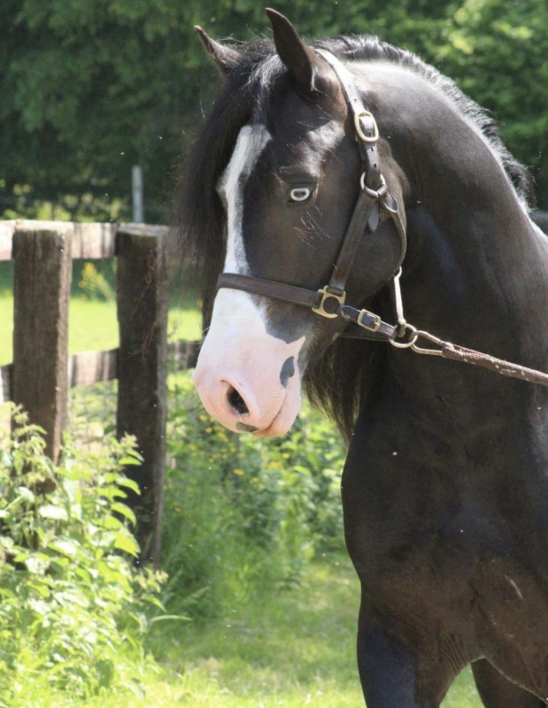 Vente de cheval : Ianto 