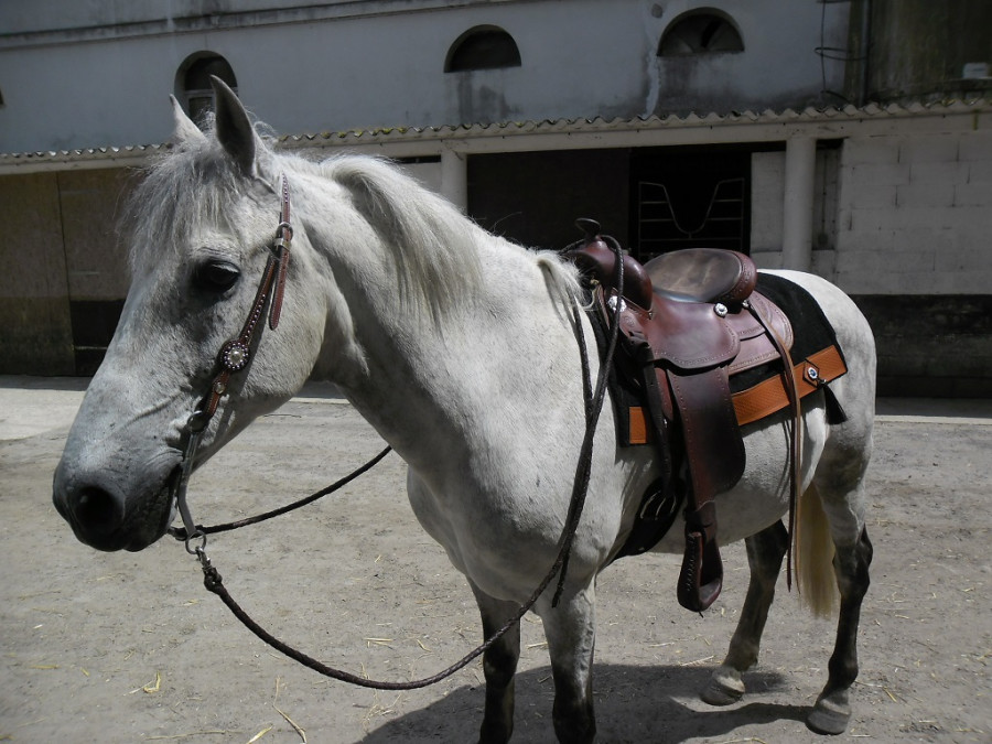 Vente de chevaux