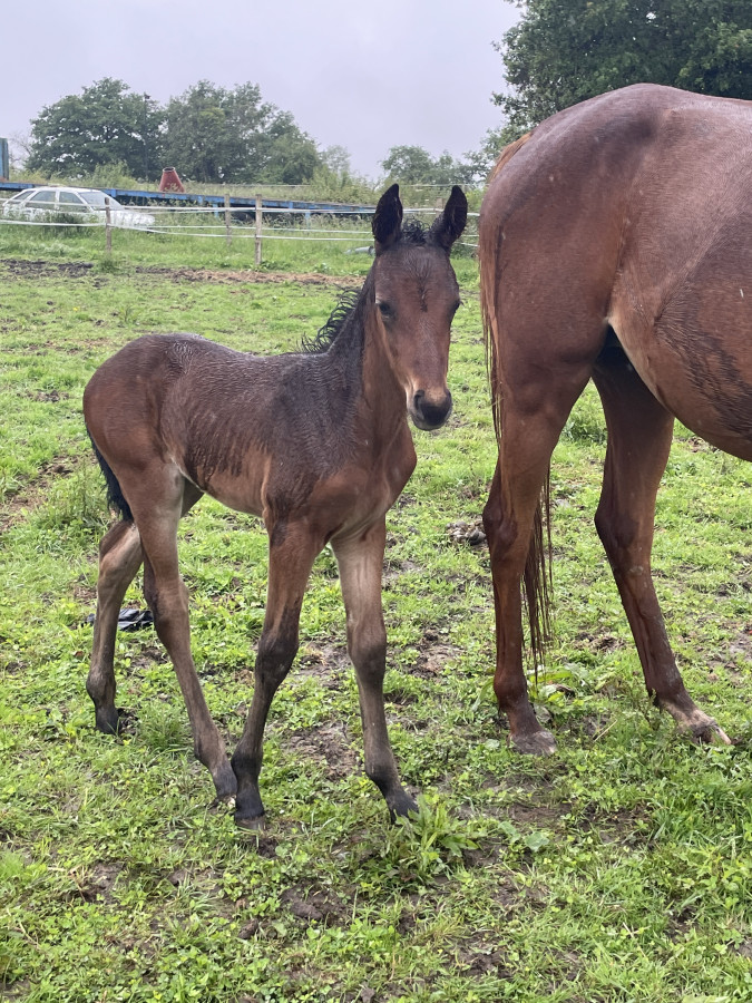 Vente de cheval : Othreis