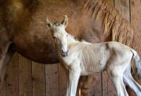 Vente de cheval : Oza ElMad