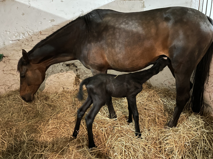 Vente de chevaux