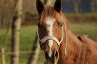 Vente de cheval : JOEYSON