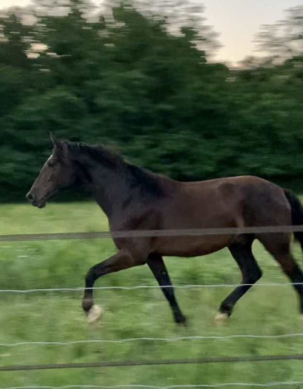 Vente de cheval : Noche 