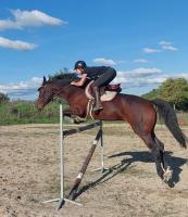 Vente de cheval : Juvamine jal 