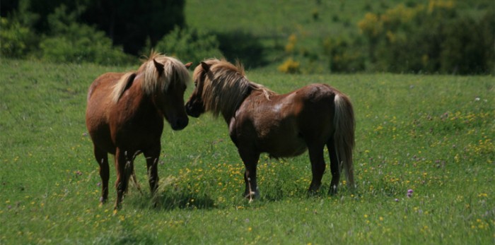 poneys levs dans de grands espaces