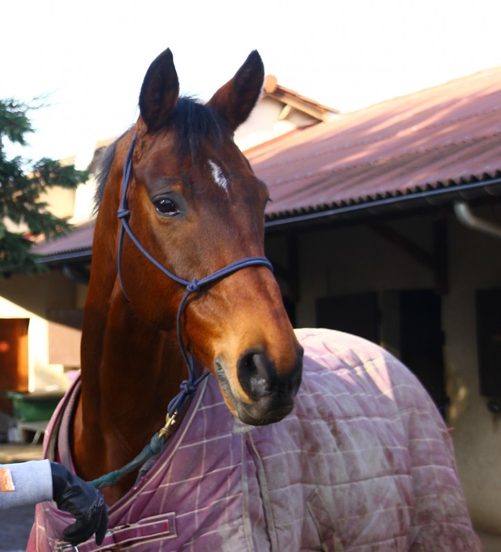 comportement agressif du cheval