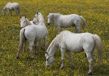 Le Camargue est une race de petit cheval de selle rustique  robe grise, on est trouve principalemen
