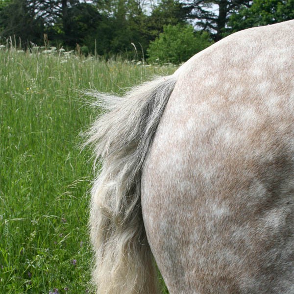 La dermite estivale chez le cheval et le poney