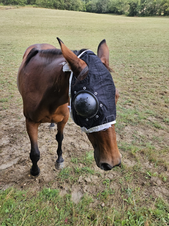 La Mini masque