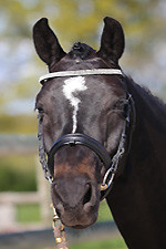 Photo de profil de horseofkings