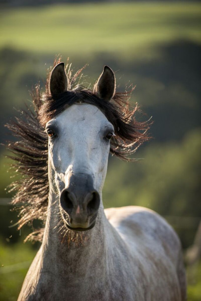 Casque d'équitation : au cœur de la sécurité - Antarès Sellier France