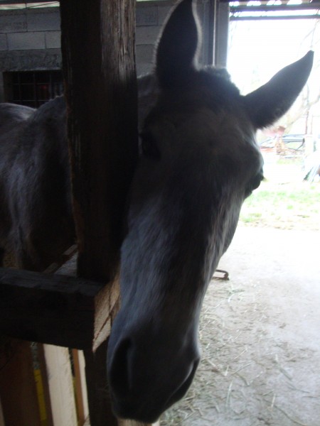 Photo de profil de cheval83